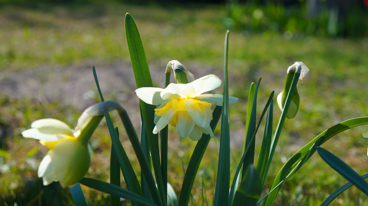 nature  plants  flowers free photo