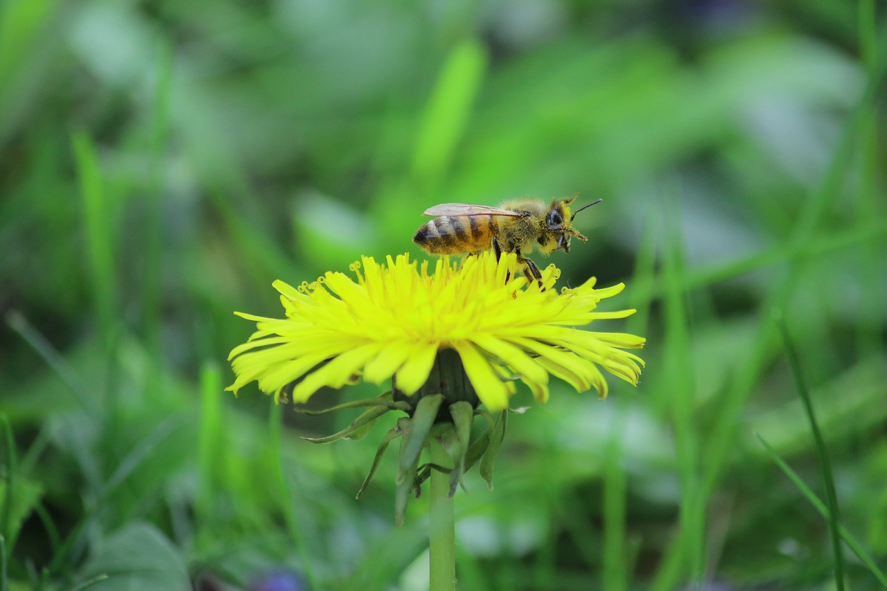 nature  flower  dandelion free photo