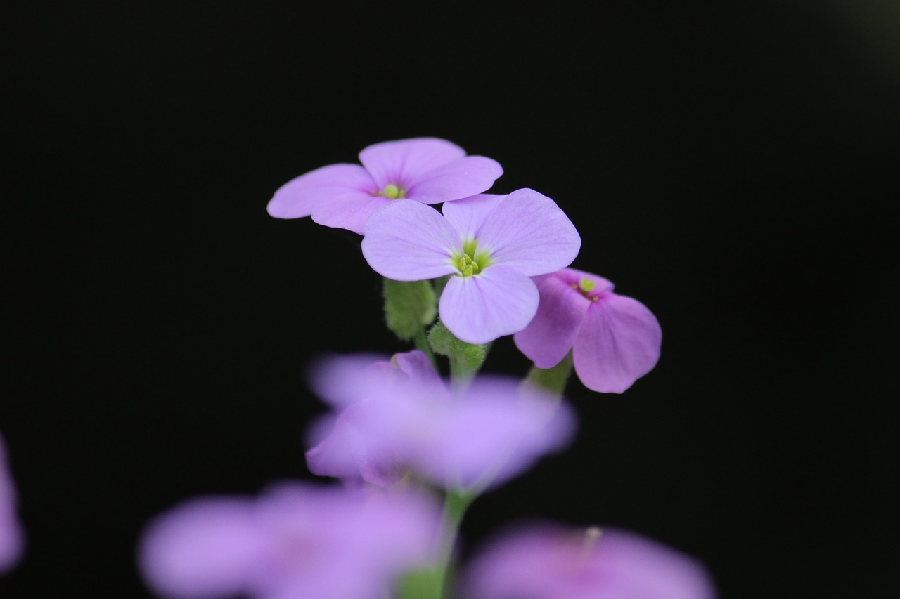 nature  flower  violet free photo