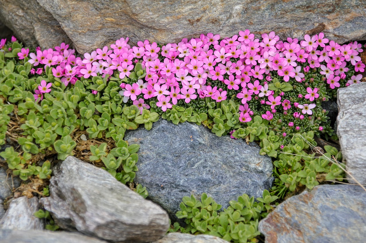 nature  flower  alpine free photo