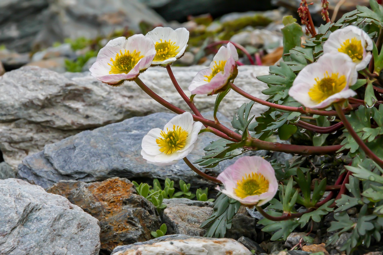 nature  flower  alpine free photo