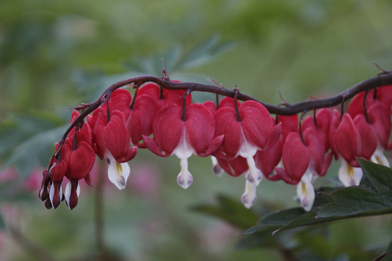 nature  colorful  flowers free photo