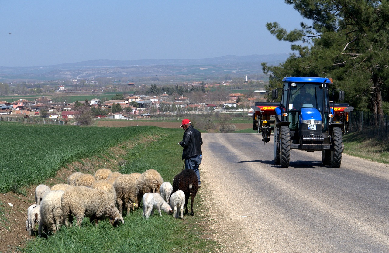 nature  sheep  shepherd free photo