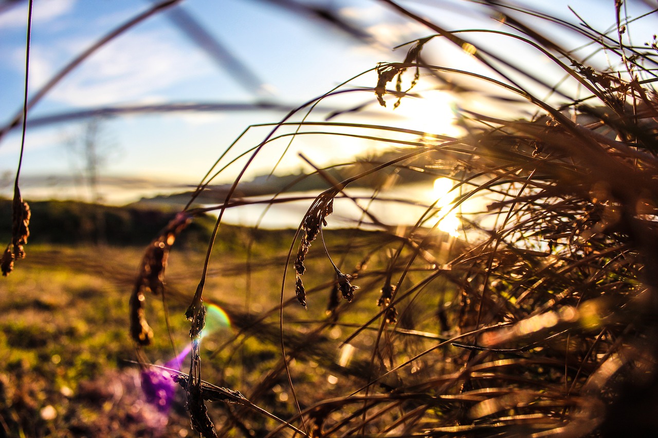 nature  landscape  autumn free photo