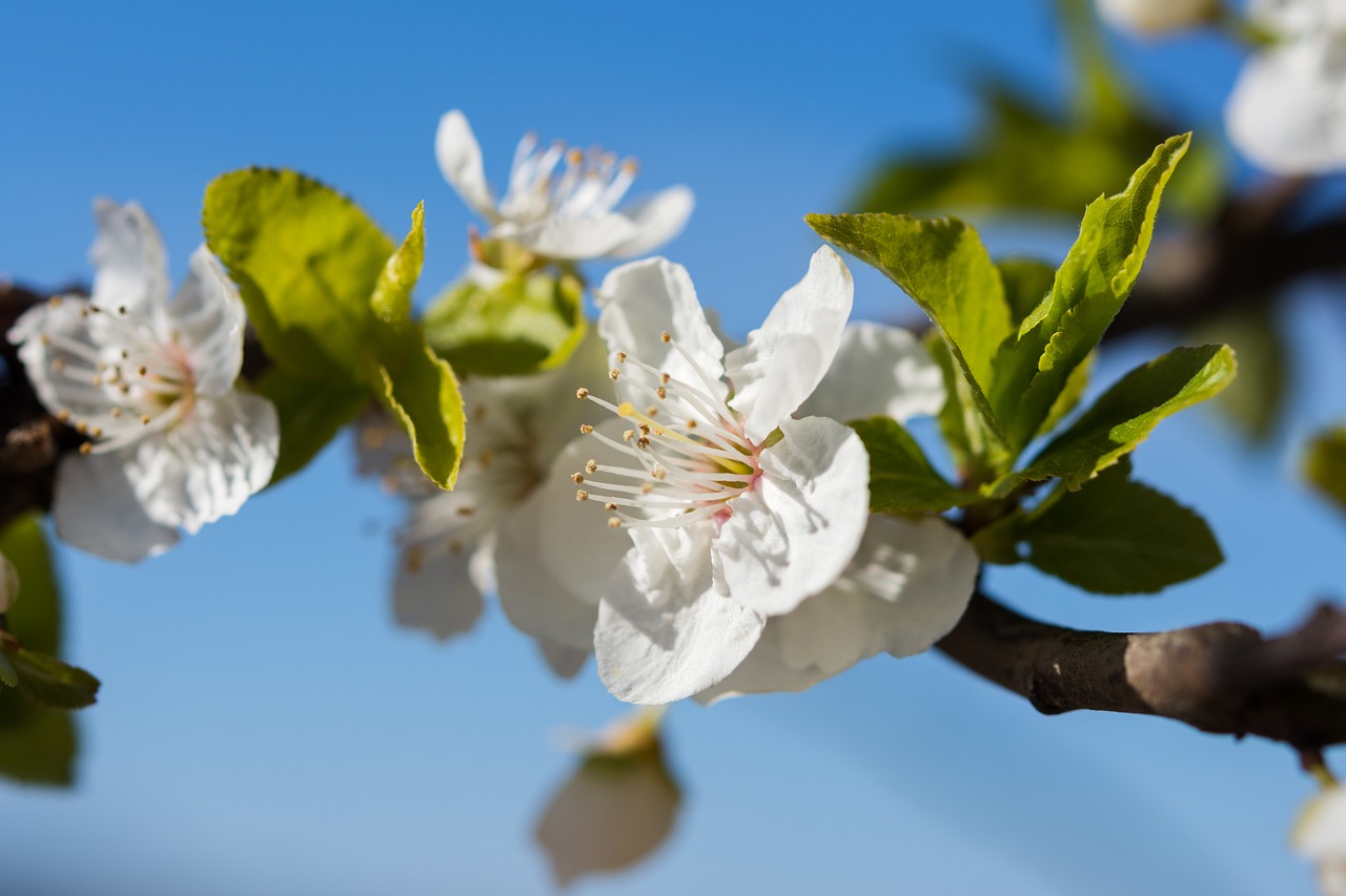 nature  flowers  cherry free photo