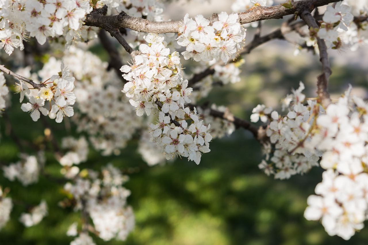 nature  flowers  cherry free photo