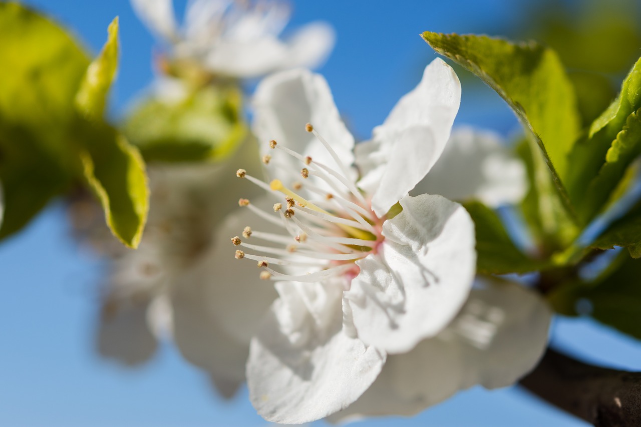 nature  flowers  cherry free photo