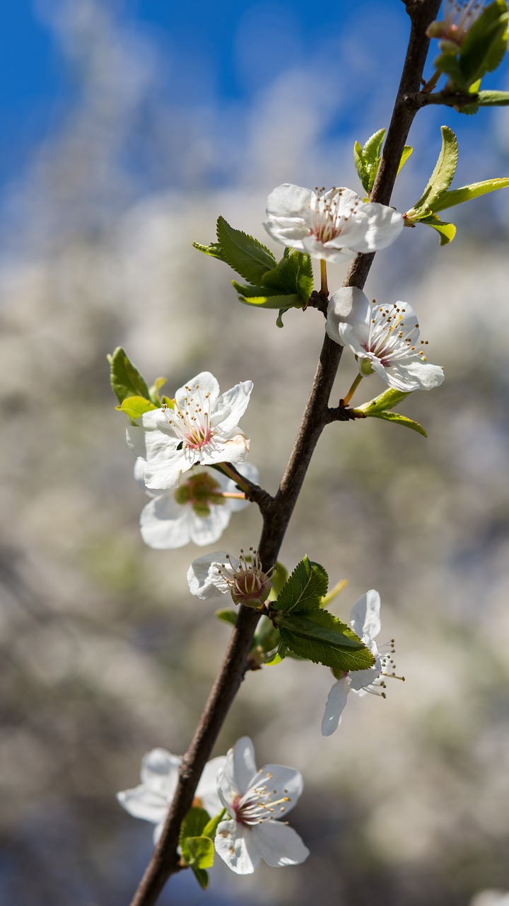 nature  flowers  cherry free photo