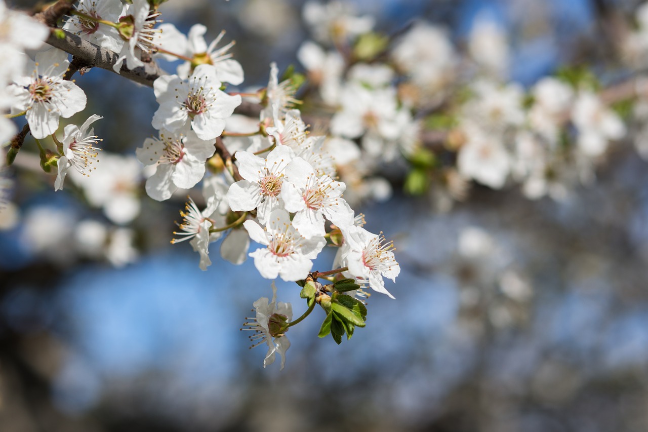 nature  flowers  cherry free photo