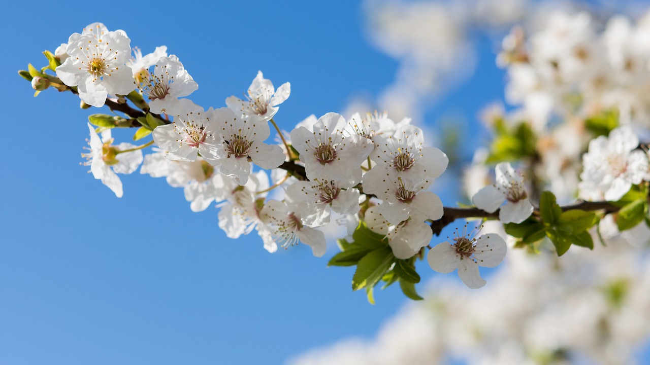 nature  flowers  cherry free photo