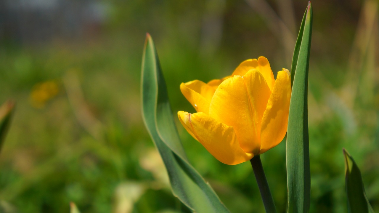 nature  plants  garden free photo