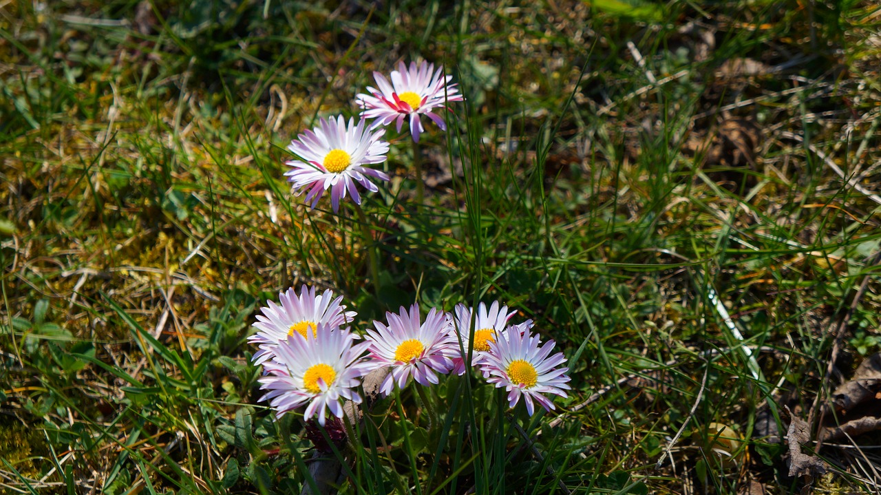 nature  plants  garden free photo