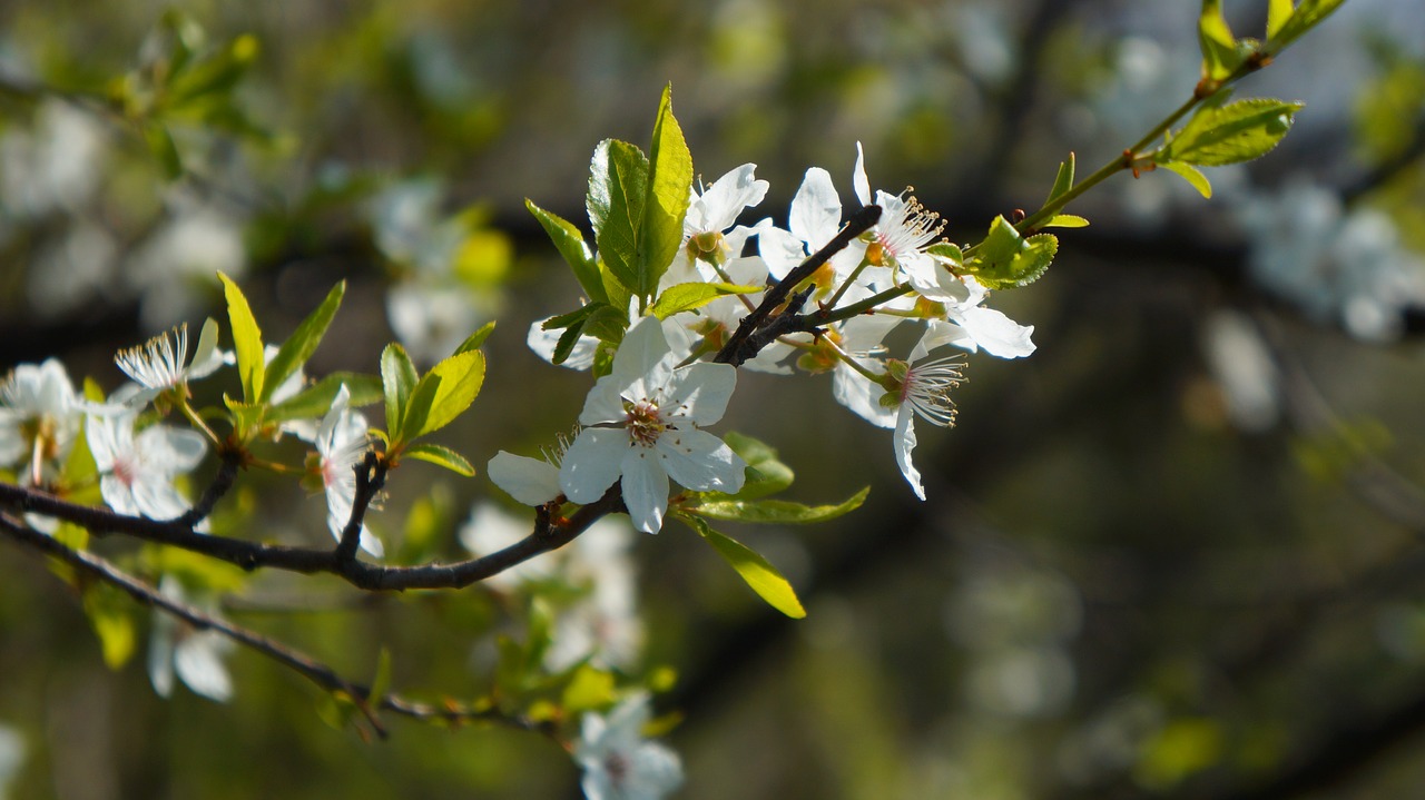 nature  plants  garden free photo