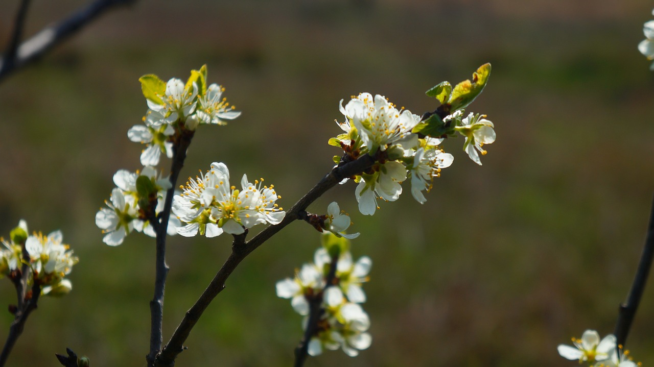 nature  plants  flowering free photo