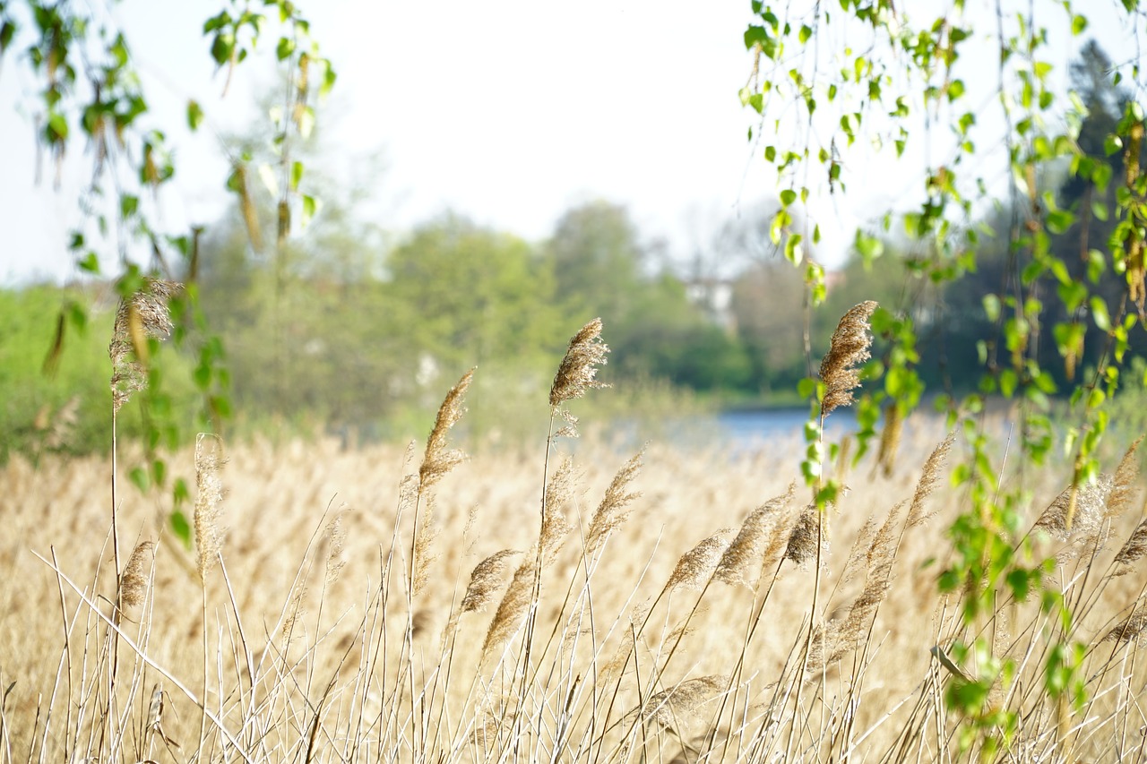 nature  meadow  spring free photo