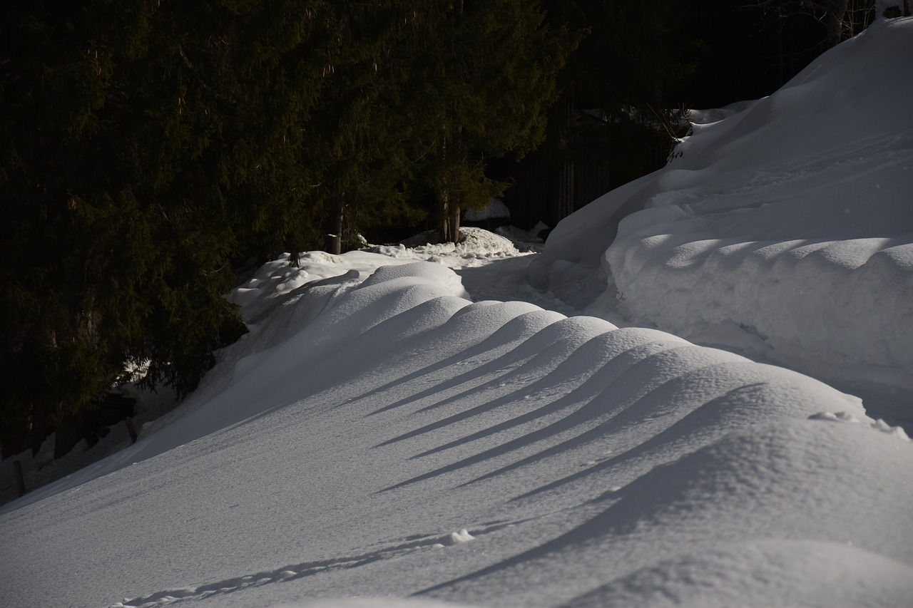 nature  snow  winter free photo