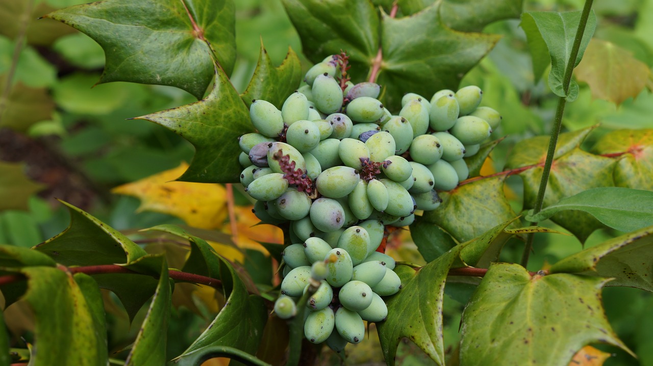 nature  plant  berries free photo