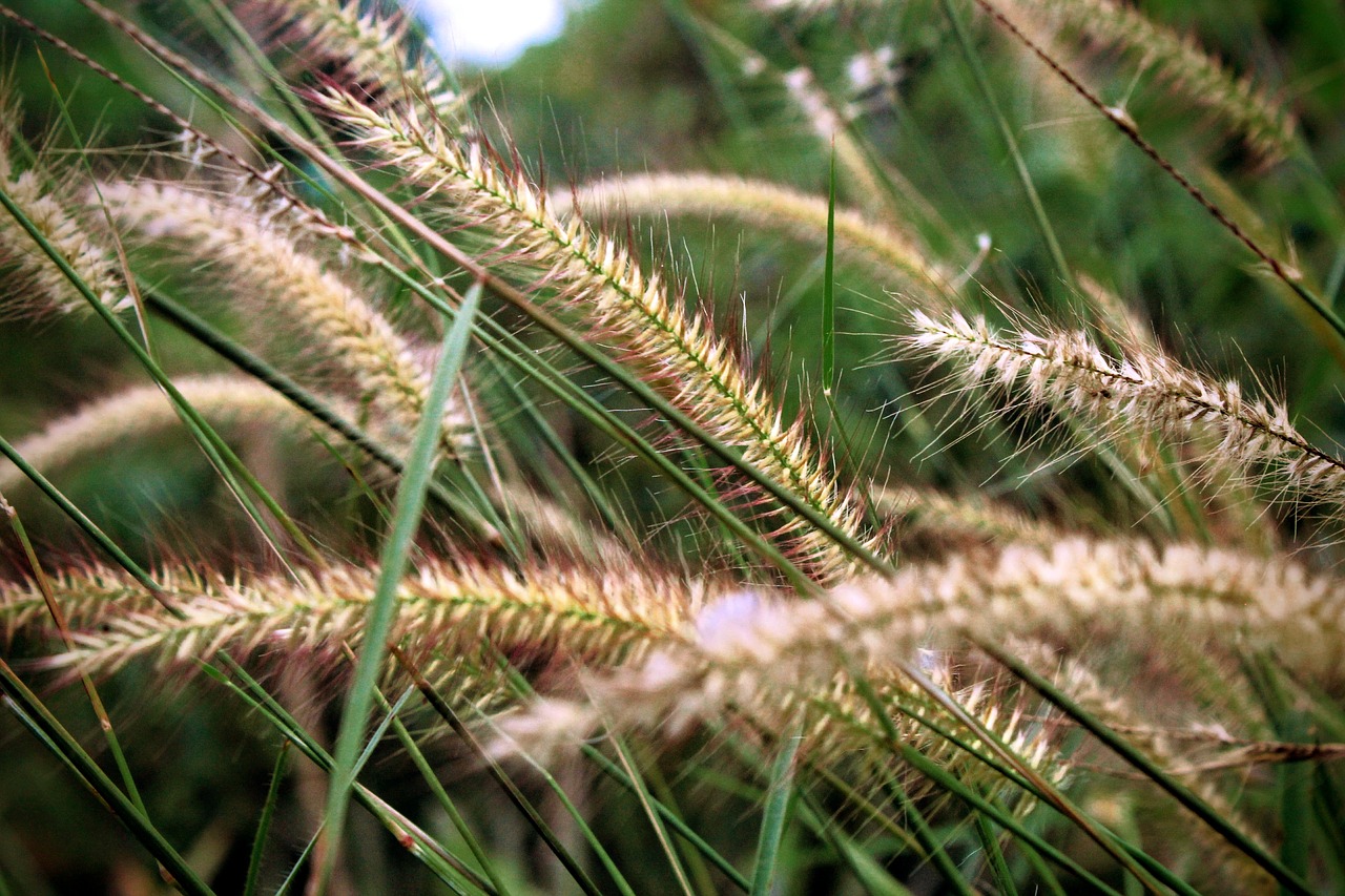 nature  green  grass free photo