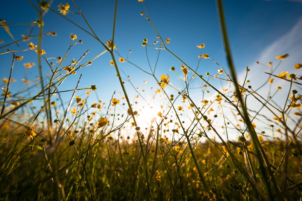 nature  flower  blossom free photo