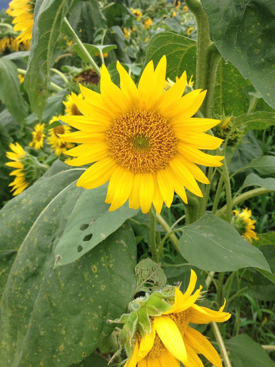 nature  flowers  sunflower free photo