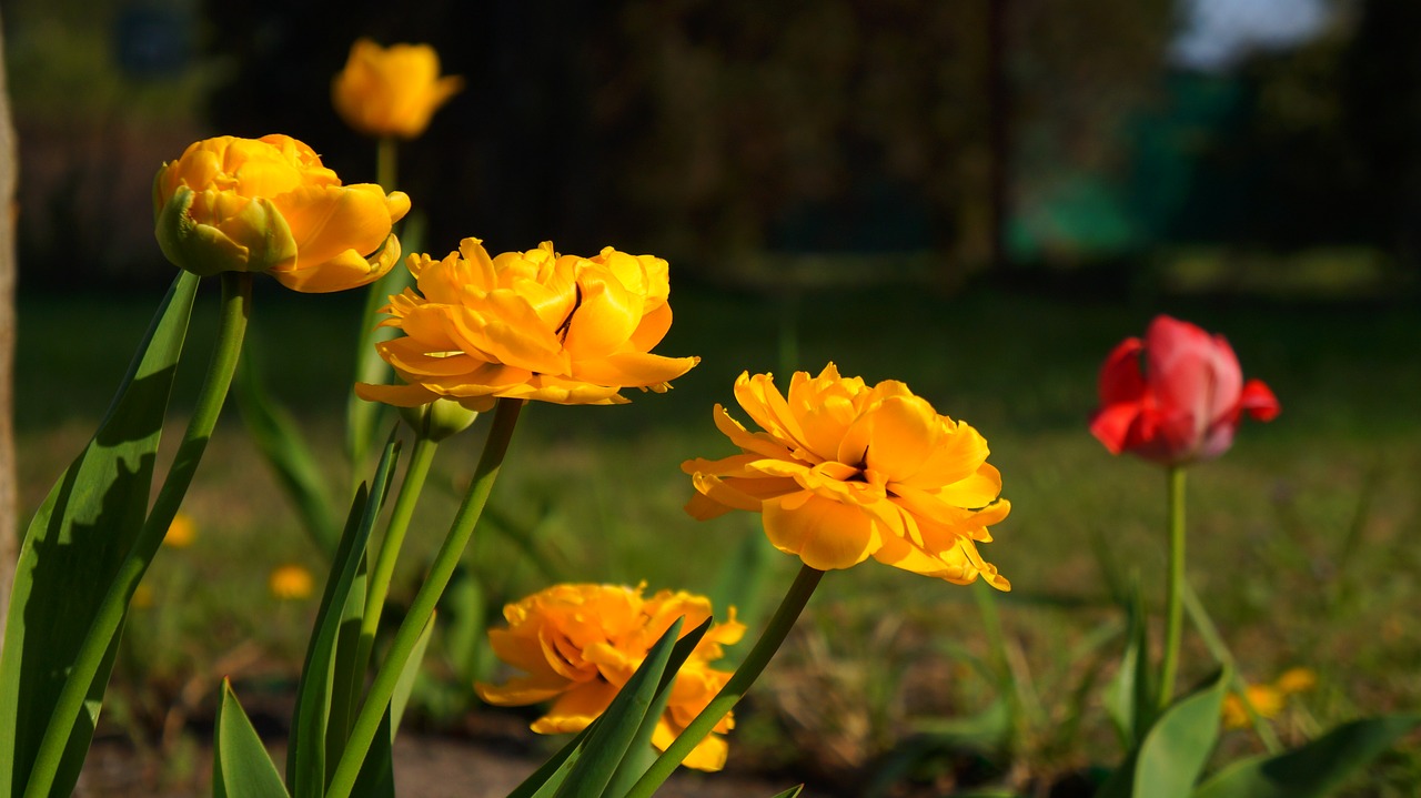 nature  plants  flowers free photo