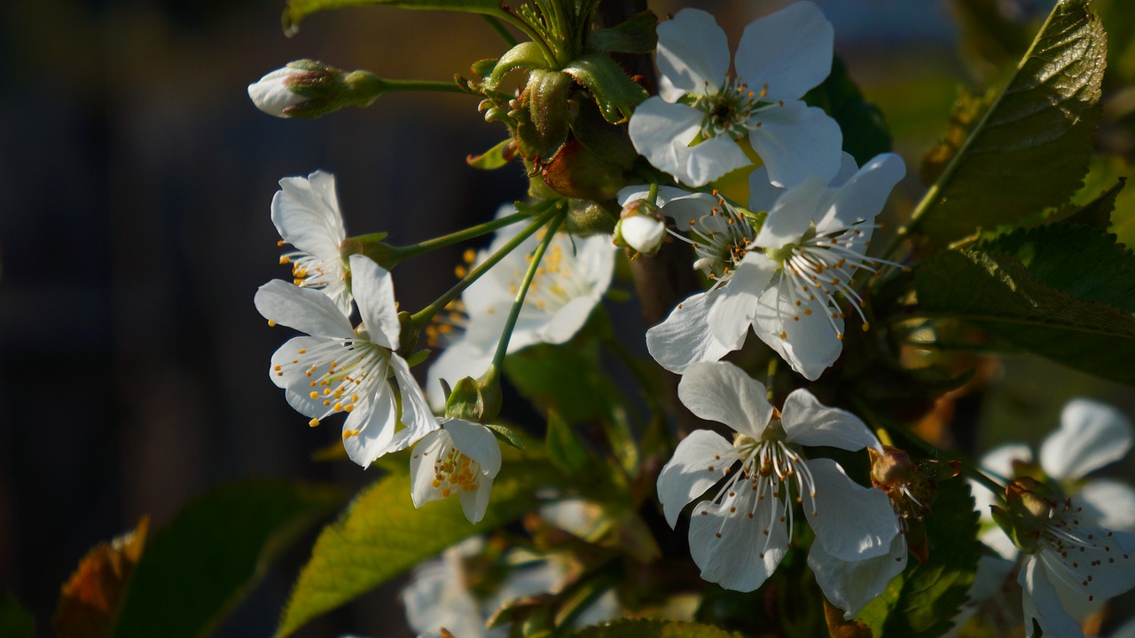 nature  tree  fruit free photo