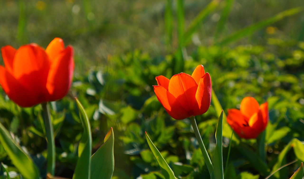 nature  plants  flowers free photo