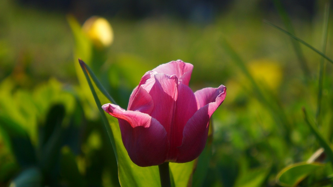 nature  plants  flowers free photo