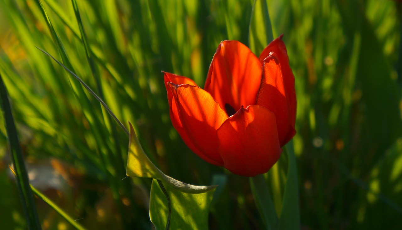 nature  plants  flowers free photo