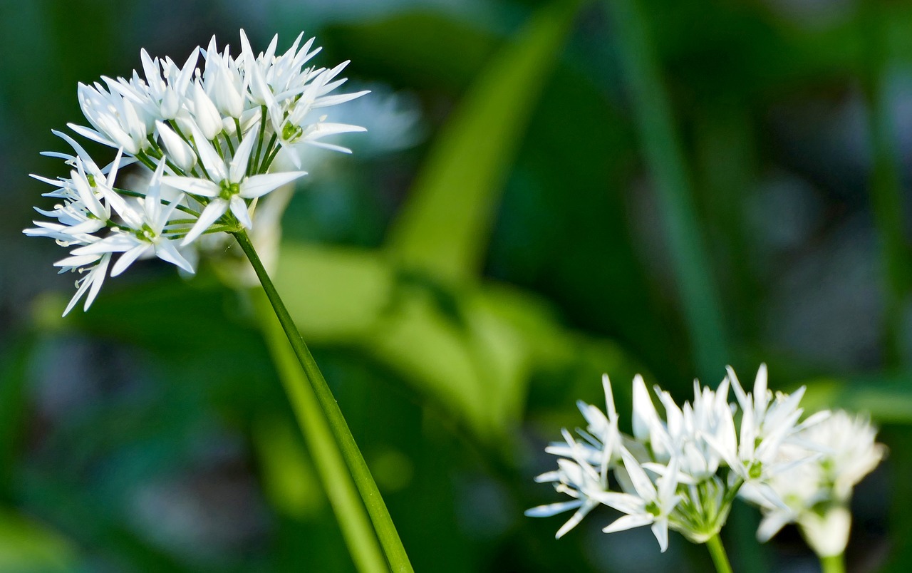 nature  forest  plant free photo