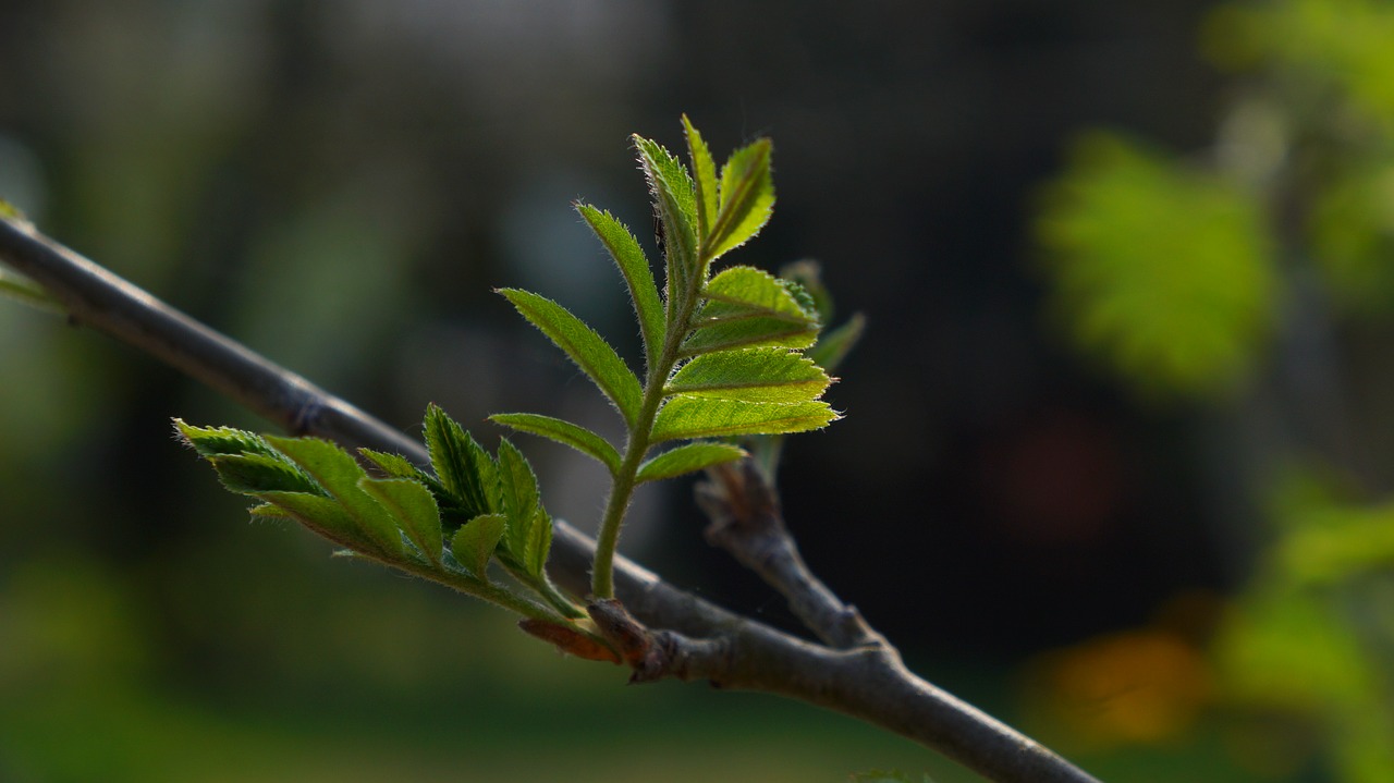 nature  plants  tree free photo