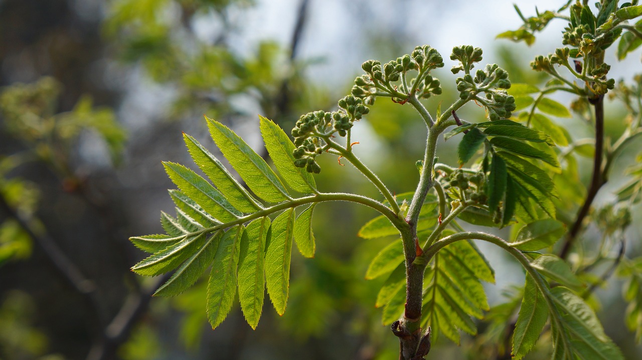 nature  plants  tree free photo