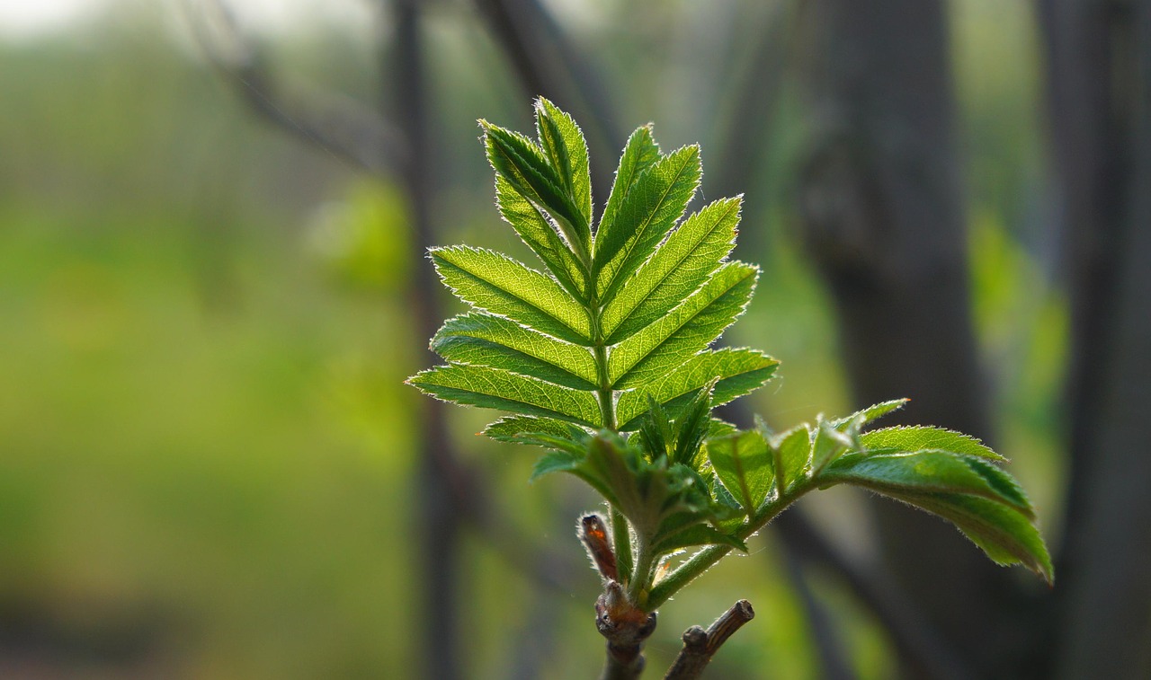 nature  plants  tree free photo