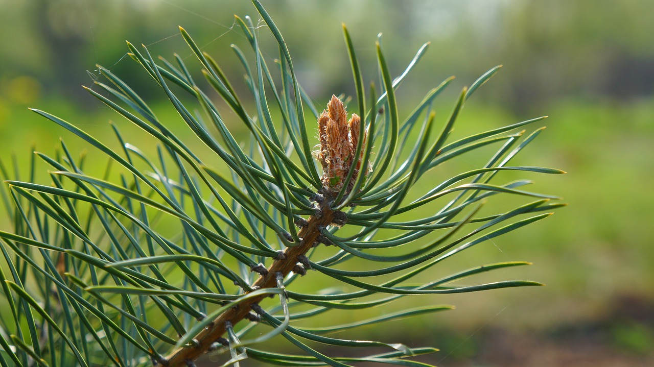 nature  plants  tree free photo