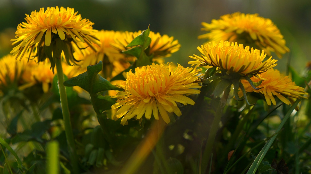 nature  plants  flowers free photo