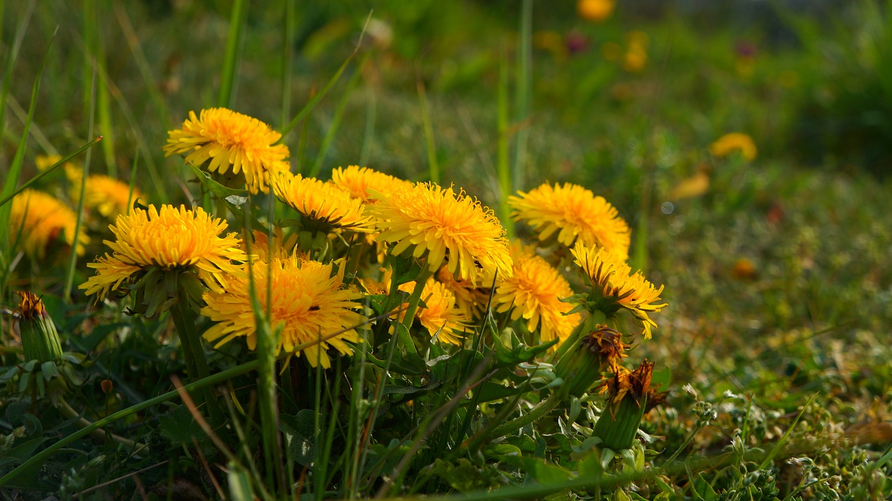 nature  plants  flowers free photo