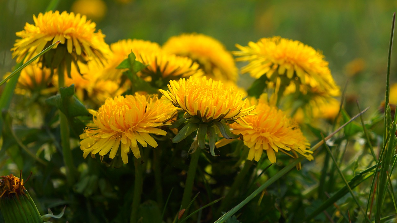 nature  plants  flowers free photo