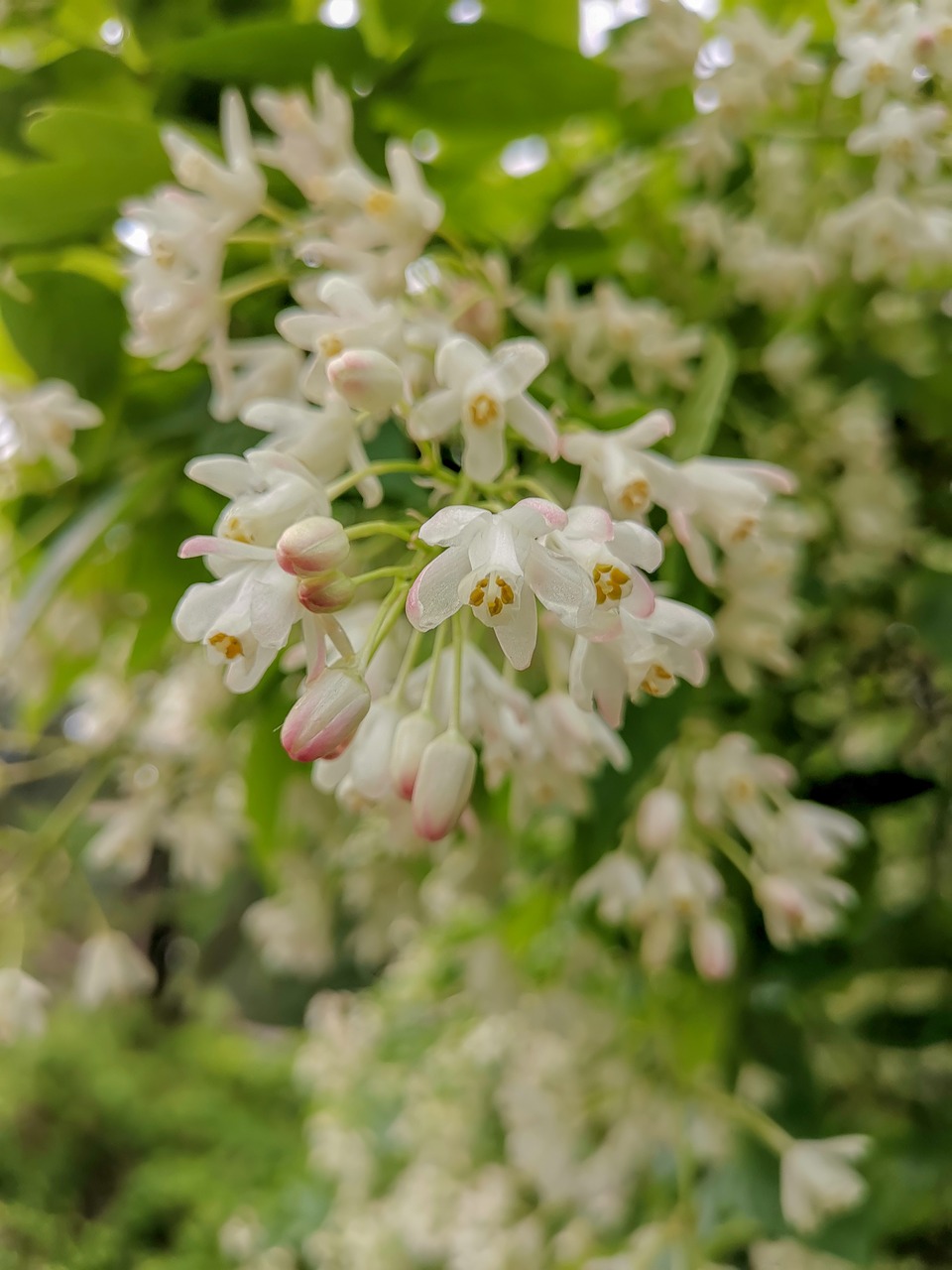 nature  background  blossom free photo