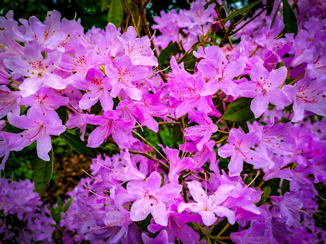 nature  flowers  head free photo