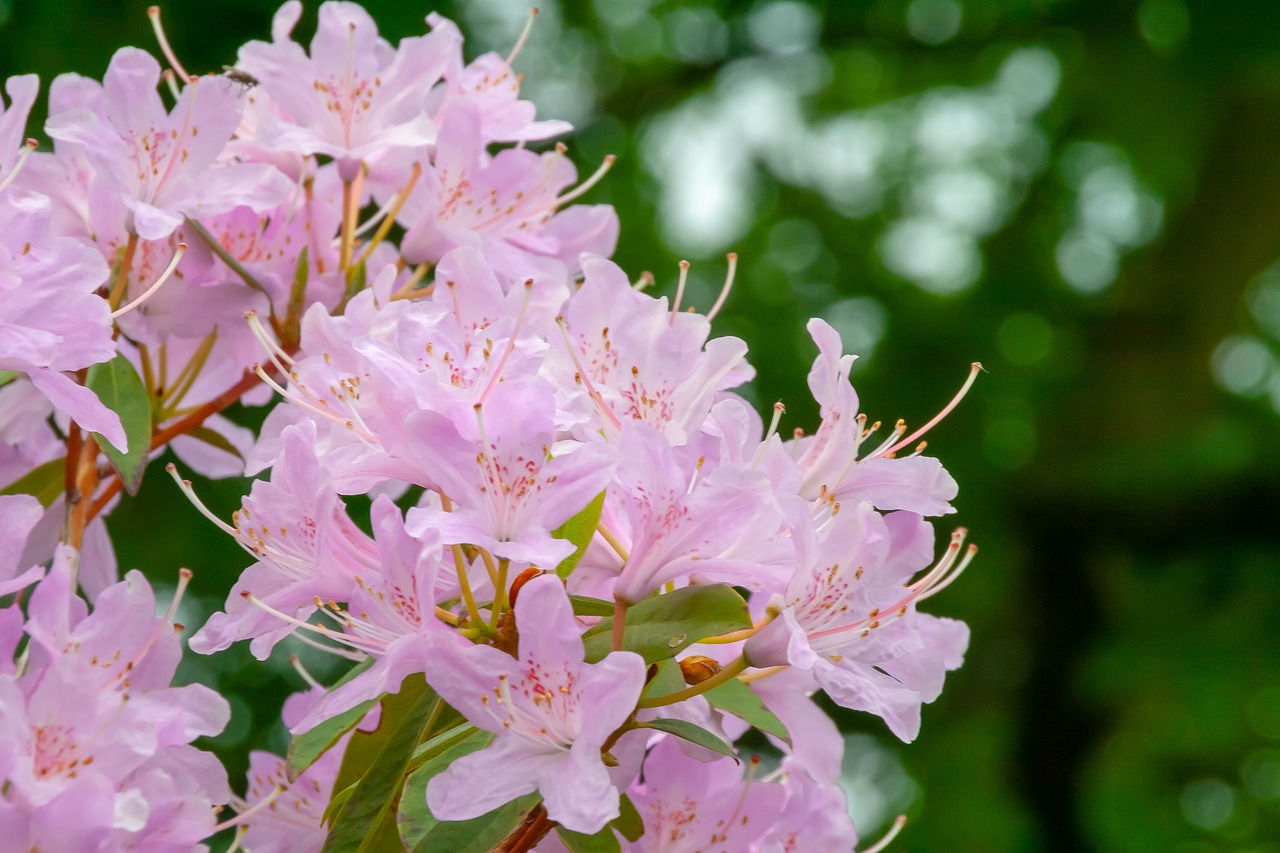 nature  flowers  head free photo