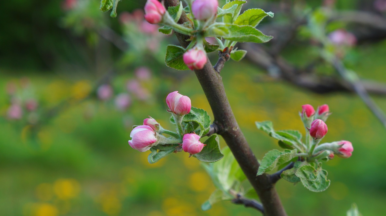 nature  plants  tree free photo