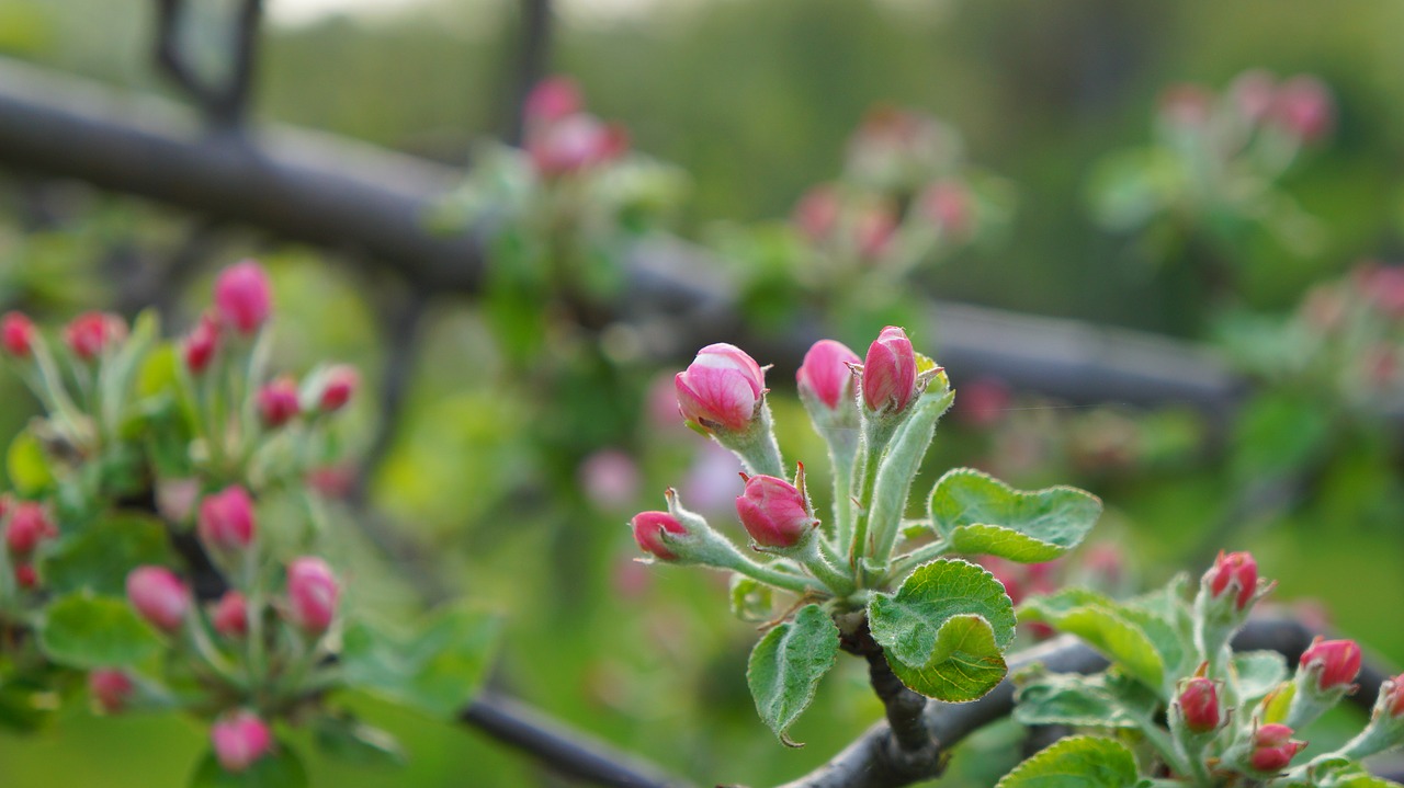 nature  plants  tree free photo