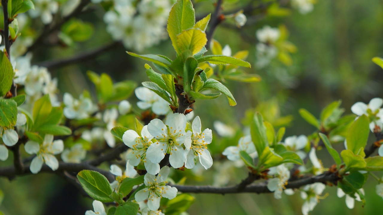 nature  plants  tree free photo