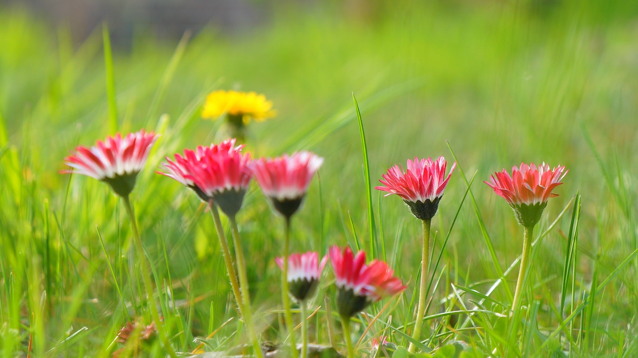 nature  plants  flowering free photo