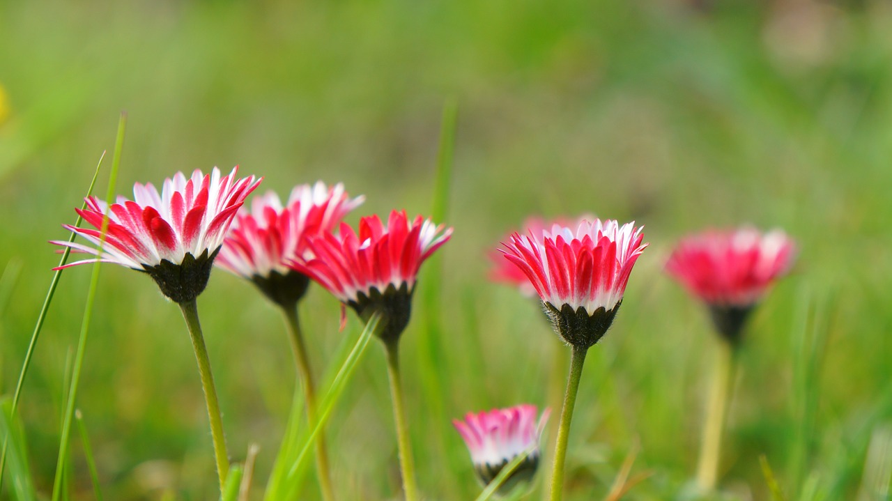 nature  plants  flowering free photo