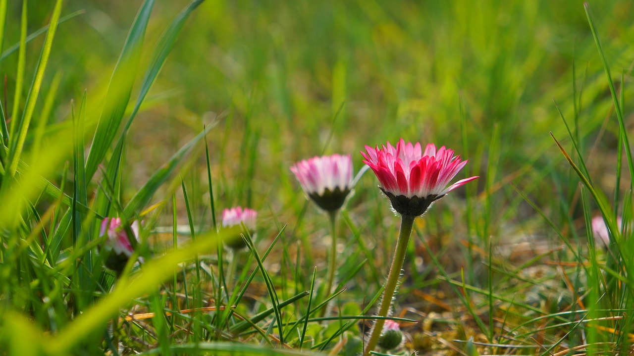 nature  plants  flowering free photo