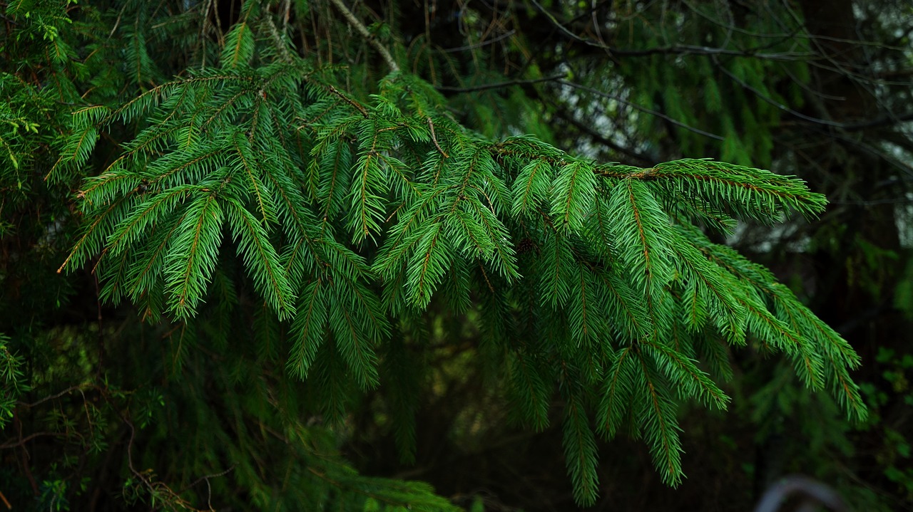 nature  plants  tree free photo