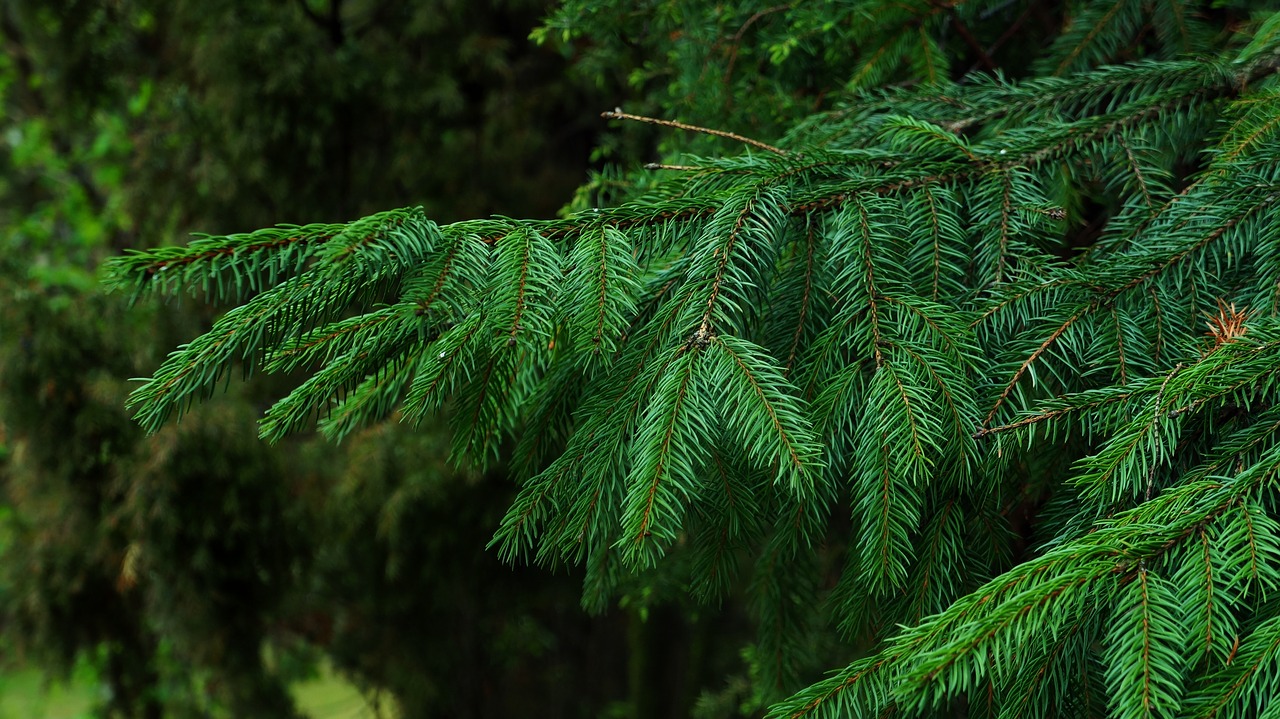 nature  plants  tree free photo