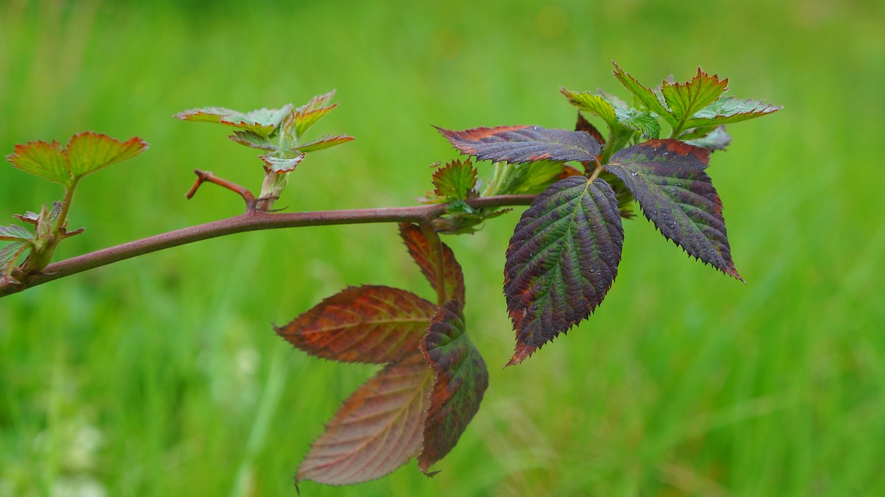 nature  plants  twigs free photo