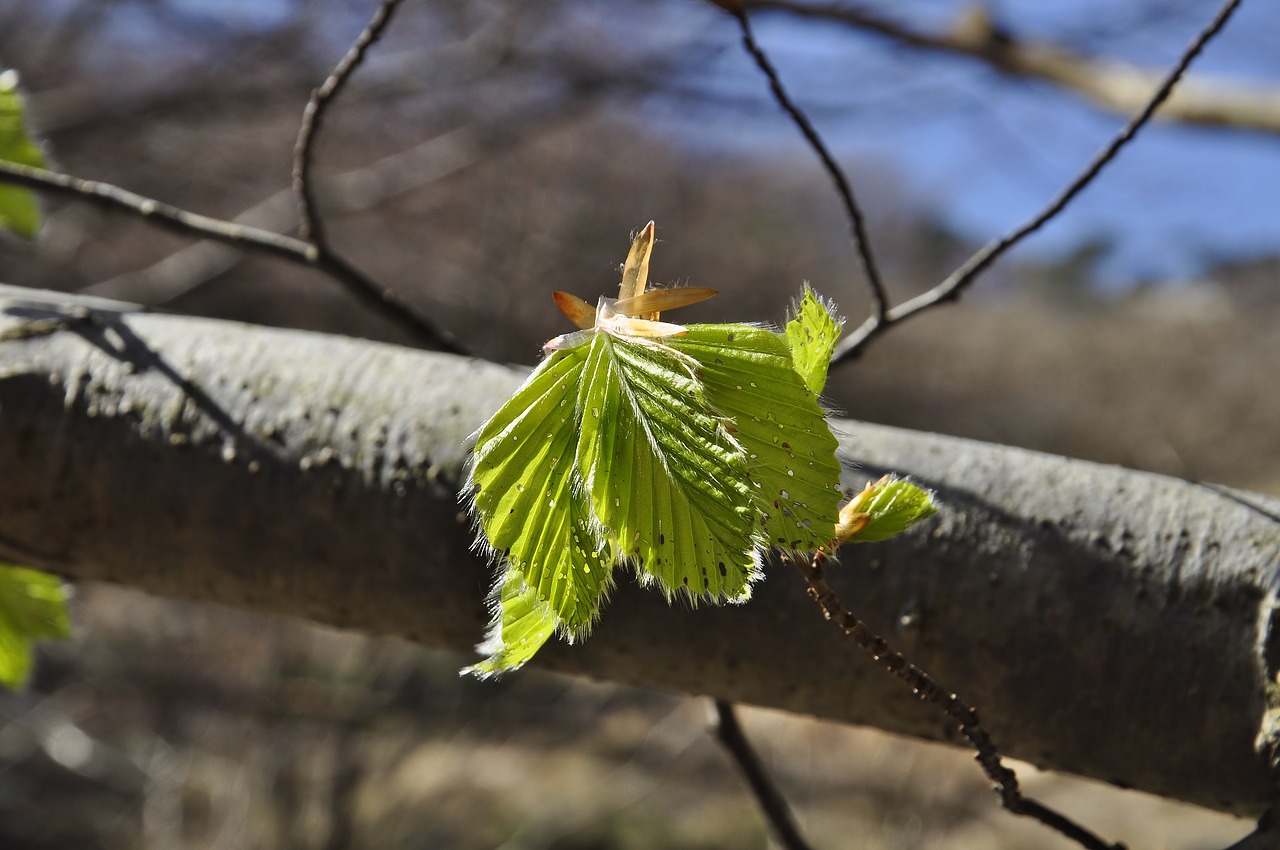 nature  leaves  spring free photo